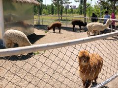 -武清南湖绿博园