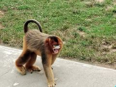 -西霞口神雕山野生动物世界