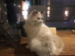 -吉丁鸟咖·异宠·寄养