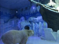 -芜湖新华联大白鲸海洋公园