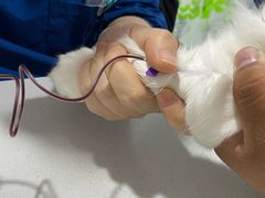 -A猫a狗全科·犬猫异宠·芥西宠物医院(南开总院)