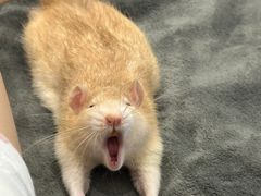 -酷以爬仙阁实体爬宠店·守宫·蜥蜴·专业繁育