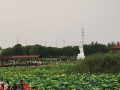 -荷塘月色湿地公园·向阳花洲