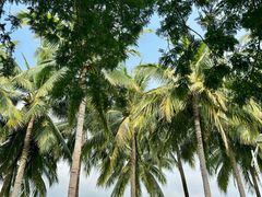 -三亚南山文化旅游区