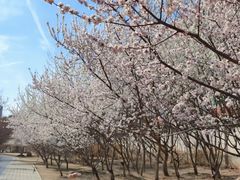 -桃花堤公园