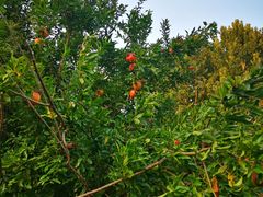 -思念果岭悦温泉