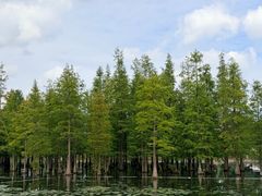 -白鹭湾湿地公园