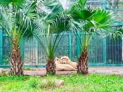 -广州动物园