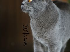 -猫猫幼稚园·撸猫·桌游·电玩