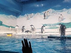 -海合安天津极地海洋公园