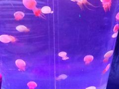 -青岛嘉年华主题乐园