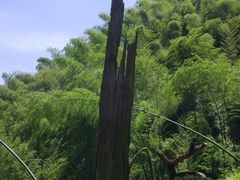 -仙霞关景区