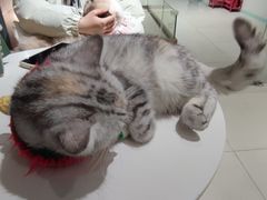 -怪兽屋·羊驼·猫咖·狗咖(俊华广场店)