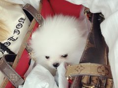 -爱侣宠医·鹦鹉专科·小型哺乳类·异宠专科(灵石路店)