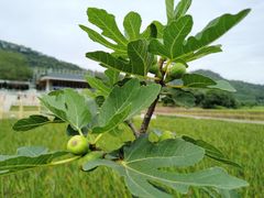 -艾米稻香小镇