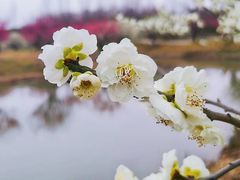 -花开海上生态园