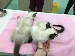 -北京观赏动物医院·24小时大型综合·猫专科·异宠专科
