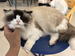 -平行世界·猫咖(首经贸店)