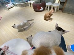 -momokira米努特·德文卷毛猫·棉花面纱犬