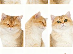 -翊宠yipet猫狗购宠庄园犬舍•猫舍