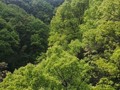 -巴倒烫陆派重庆火锅(南山店)