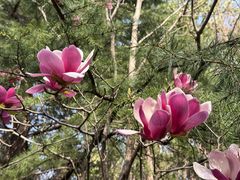 -洛阳市隋唐城遗址植物园