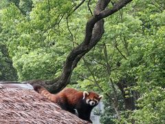 -合肥野生动物园