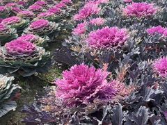 -中国天府农业博览园