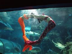 -左海海底世界