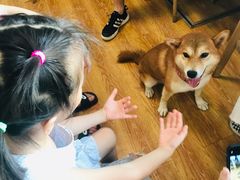 -柴犬高等学院·狗咖·柴犬售卖·宠物训练