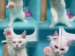 -猫宠乐园·专业洗护