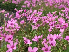 -白塘生态植物园