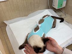-北京观赏动物医院·24小时大型综合·猫专科·异宠专科