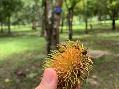 -中国科学院西双版纳热带植物园