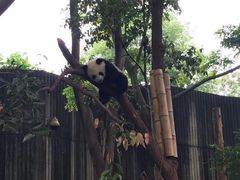 -都江堰中华大熊猫苑