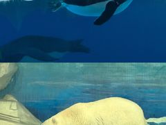 -海合安天津极地海洋公园