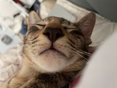 -纳吉亚猫专科动物医院博雅分院