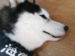 海参-Husky Go! 哈士奇体验馆·宠物咖啡厅狗咖