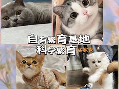 -糯米喵星人总部直营旗舰店·猫舍·幼猫出售