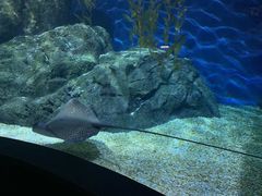 -暹罗海洋世界