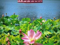 -莲花池公园