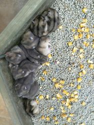 点击看大图 -酷嗒动物文化乐园(cutezoo西溪乐天城店)