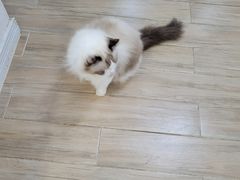 -李小姐の猫咖啡馆(五角场店)