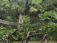 -广州长隆飞鸟乐园