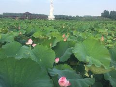 -荷塘月色湿地公园·向阳花洲