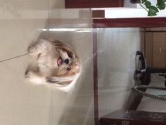 光景动物医院(江南中店)-瑞派动物医院·绝育·犬猫全科·预防医学(光景江南中店)