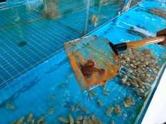 -必点蒸汽海鲜(止锚湾店)
