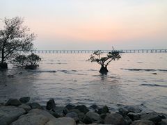 -宝安西湾红树林湿地公园