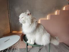 -猫儿山۰猫主题餐厅