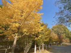 -长白岛森林公园